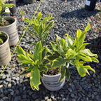 Meijima Variegated Winter Daphne