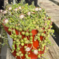 String of Pearls