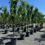 Black Tartarian Cherry