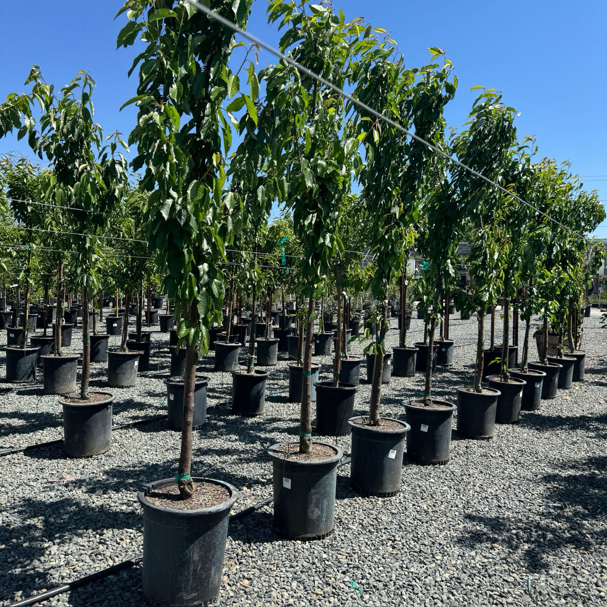 Black Tartarian Cherry