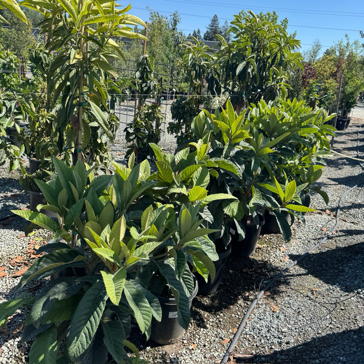 Fruiting Loquat Tree