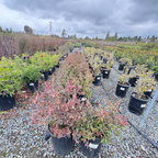 Lowboy Pyracantha