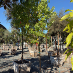 Camphor Tree