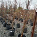 Upright European Hornbeam