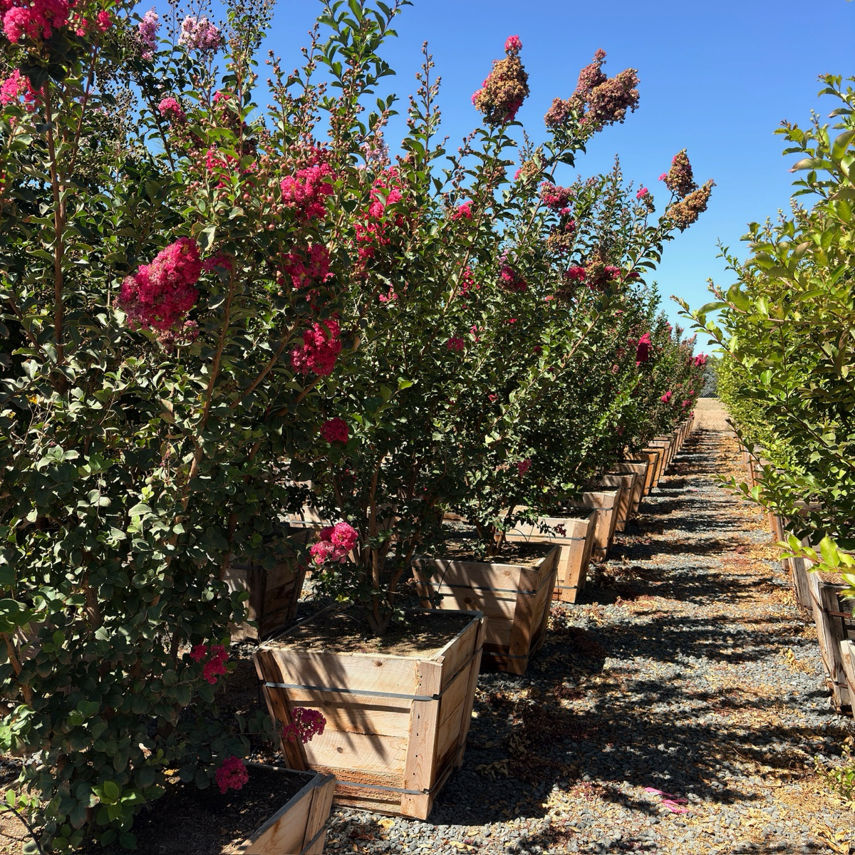 Tuscarora Crape Myrtle