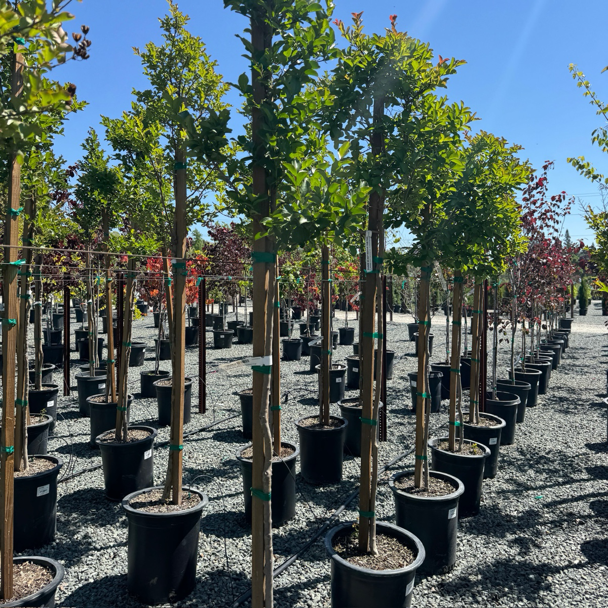 Tuscarora Crape Myrtle