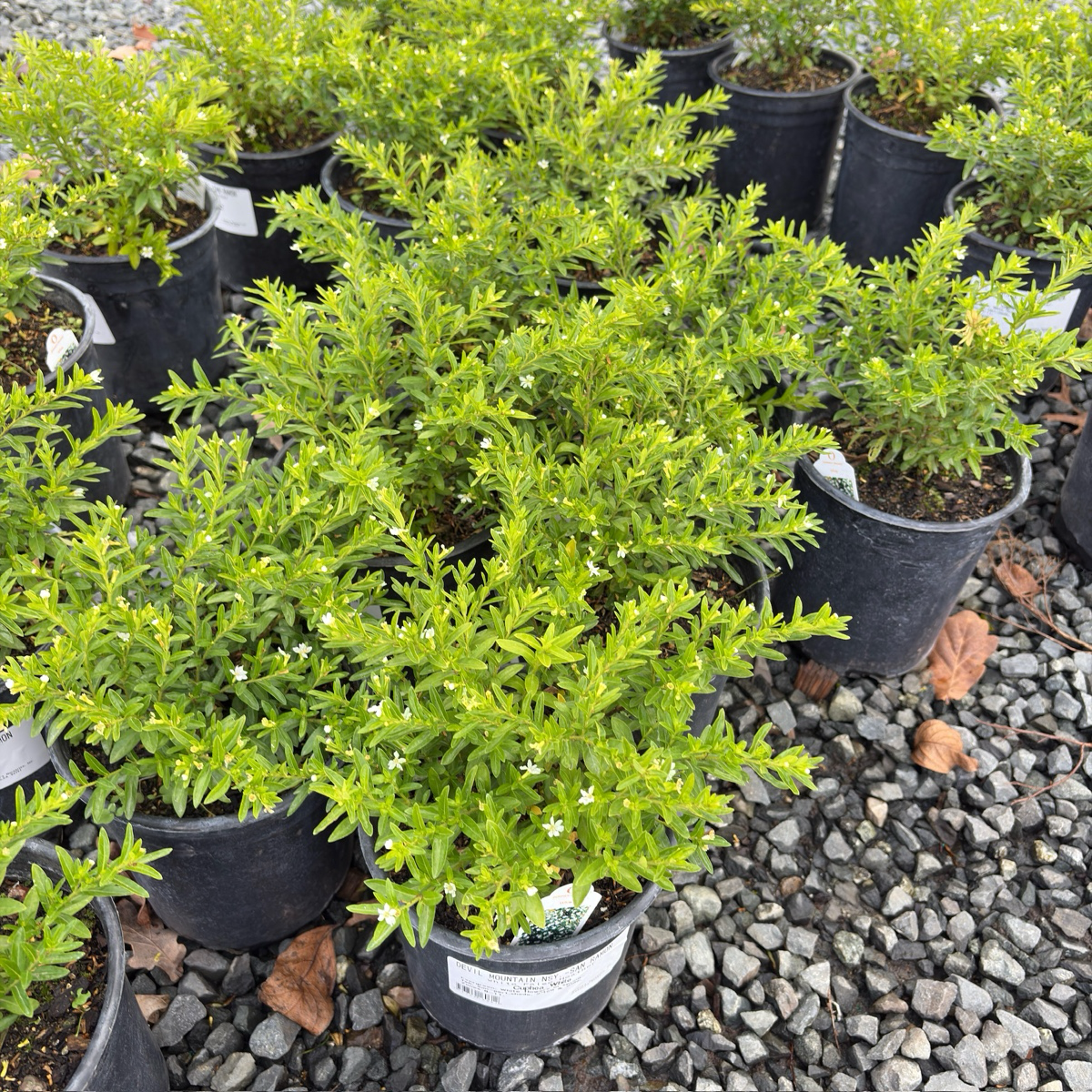 White False Heather