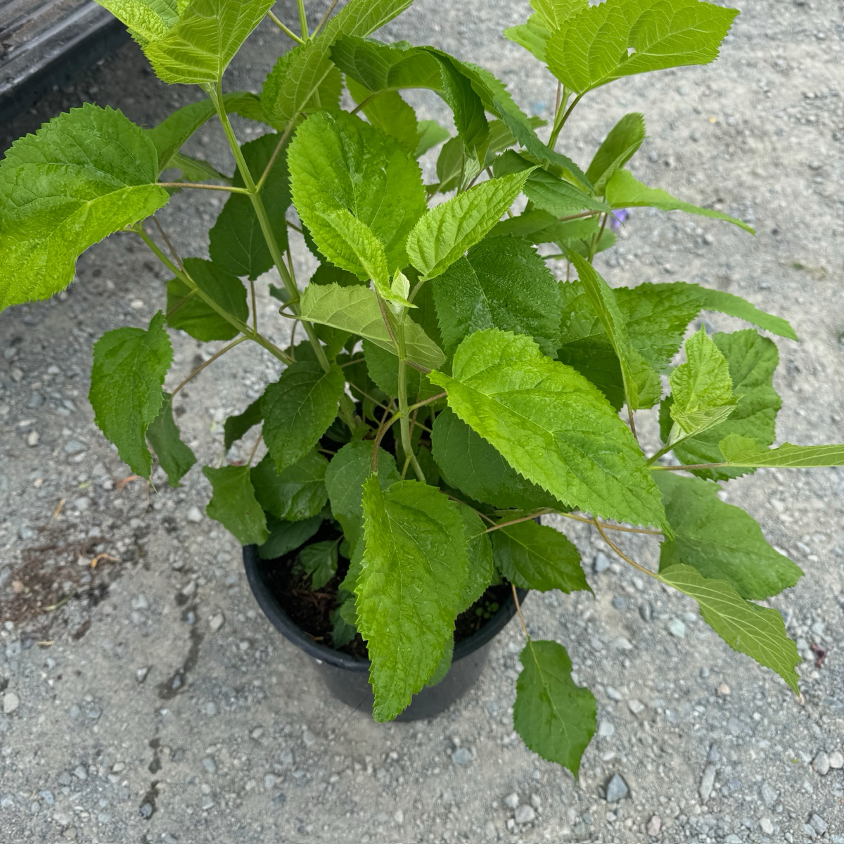 Annabelle Smooth Hydrangea