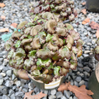 Berry Bright Saxifrage