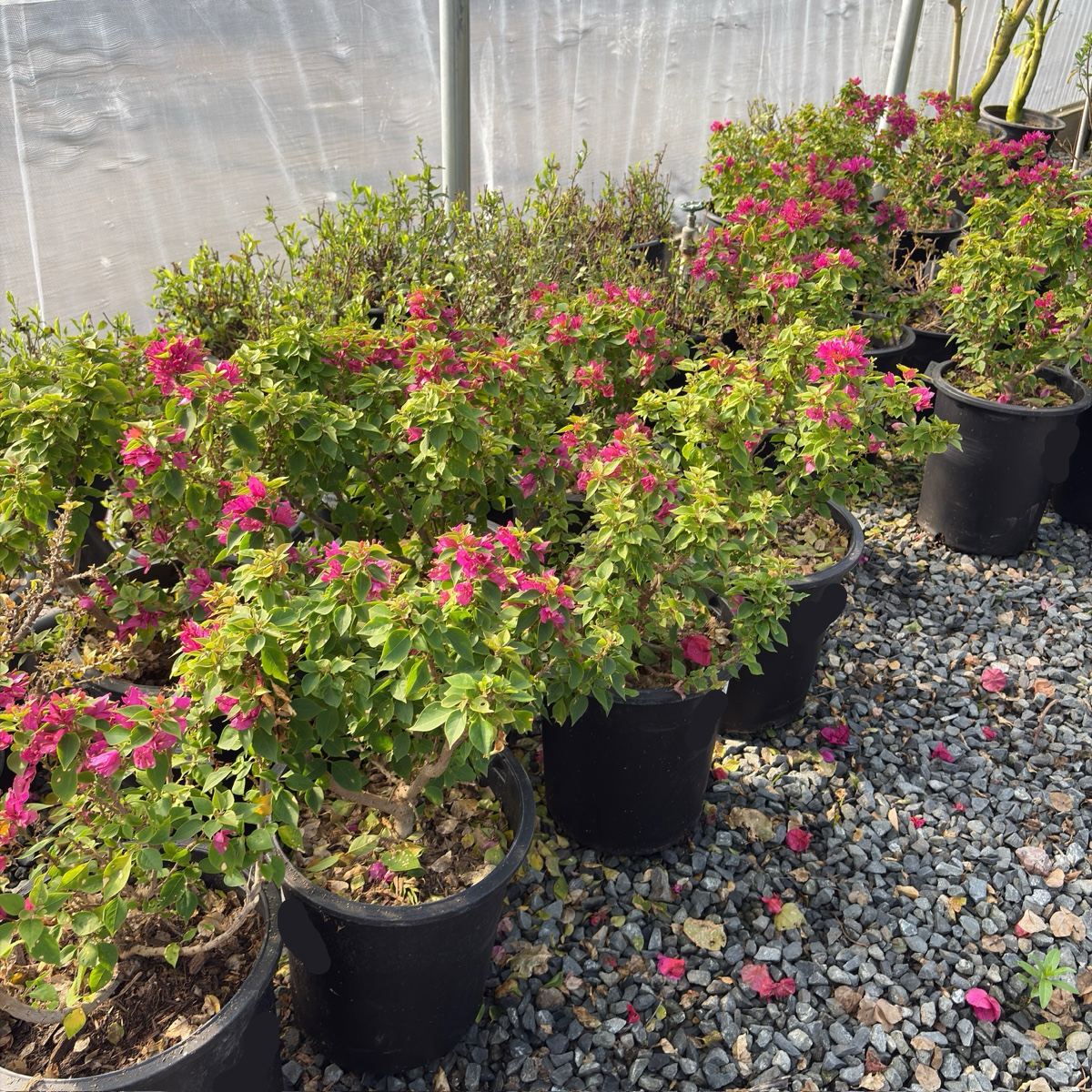 Torch Glow Bougainvillea