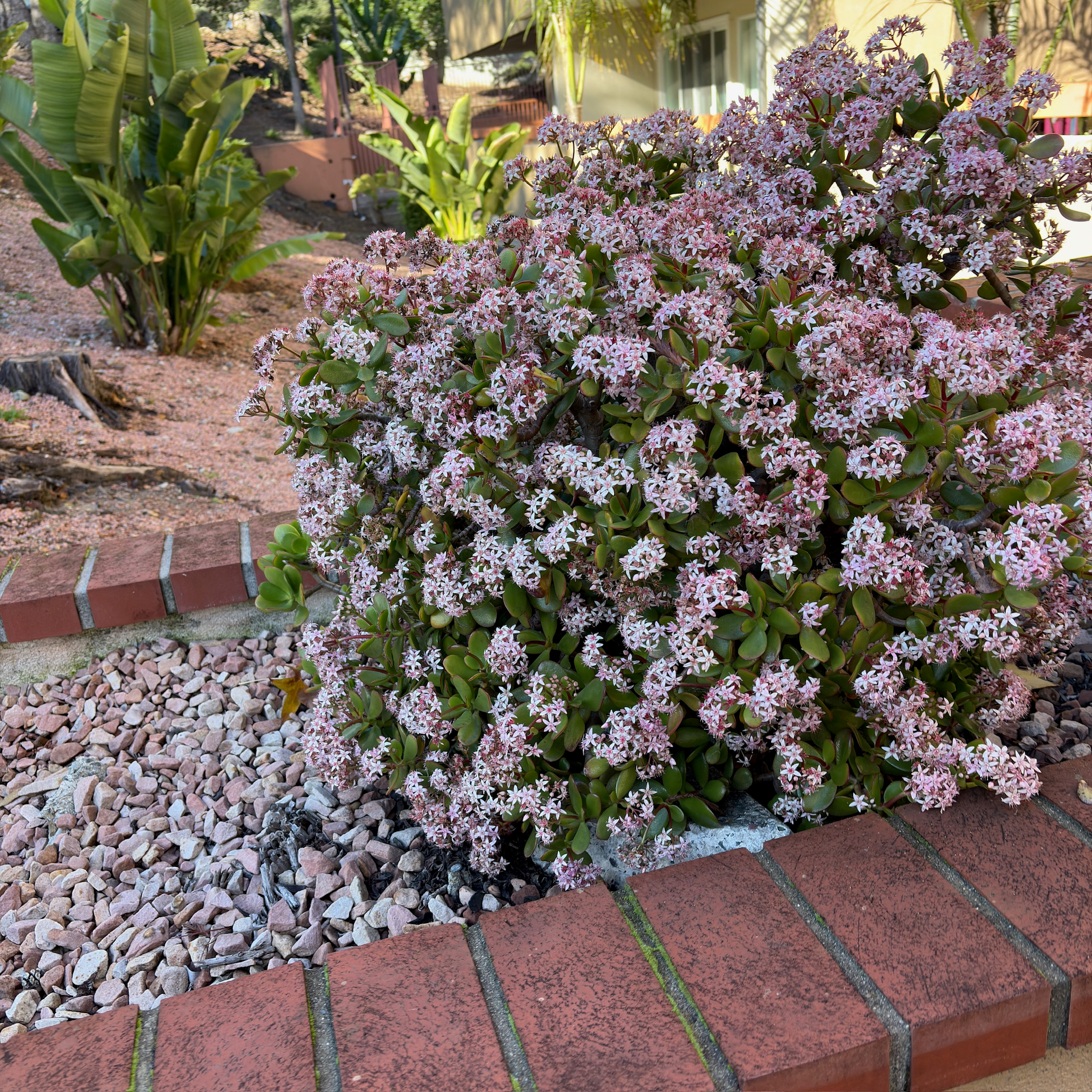Jade Plant