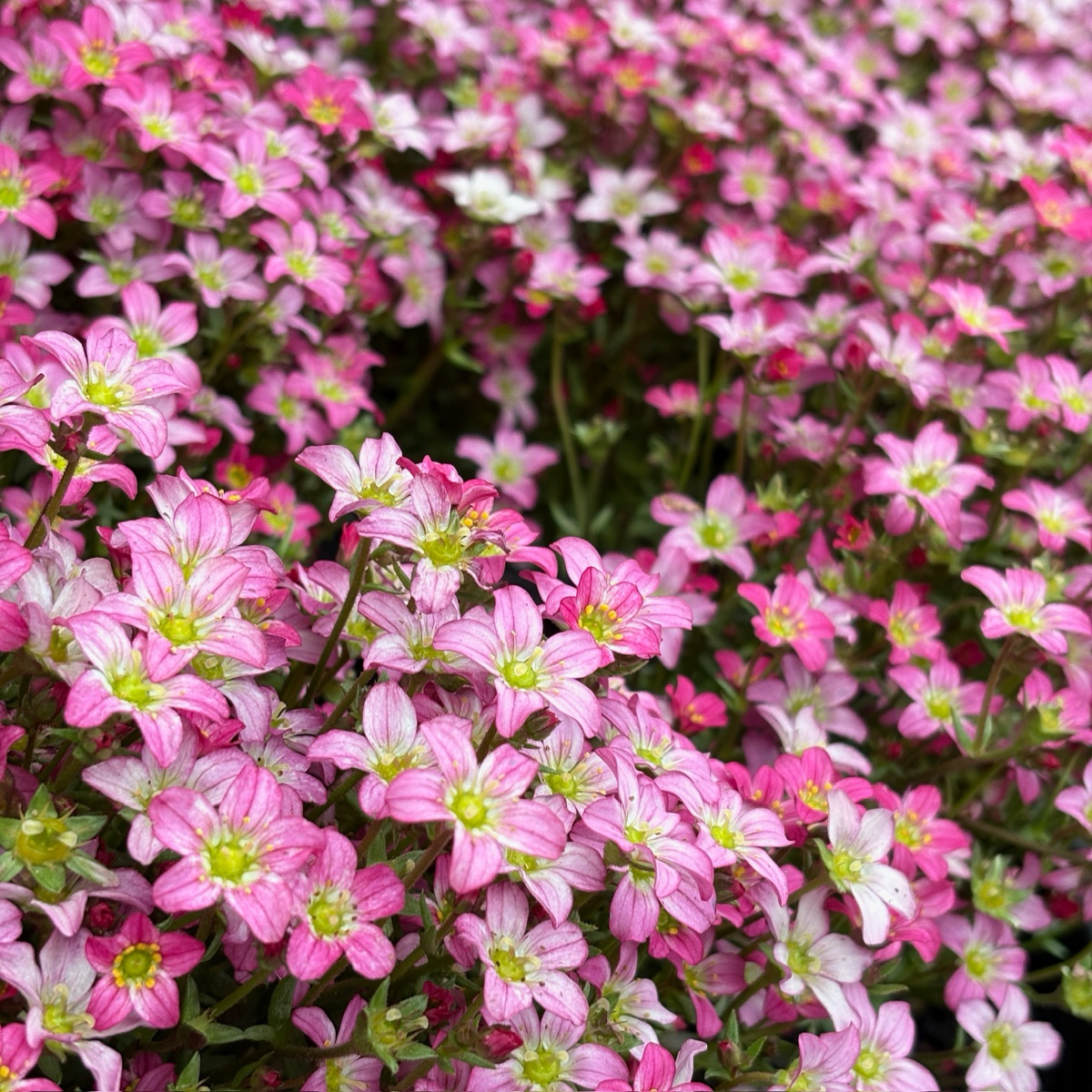 Mossy Rockfoil Flower