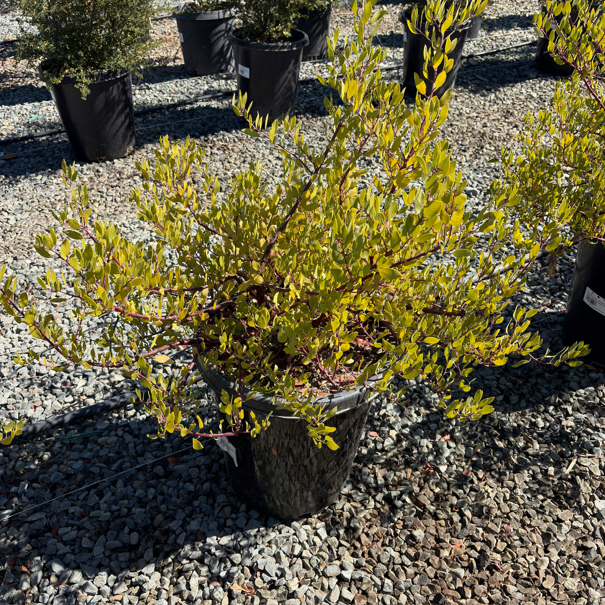 Howard McMinn Manzanita