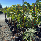 Black Mission Fig