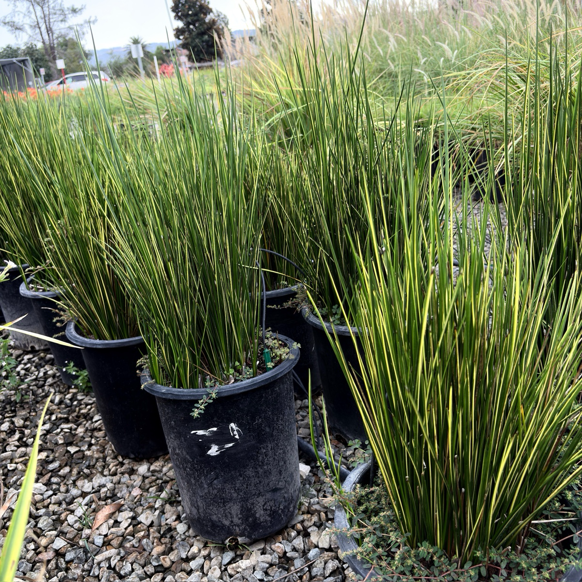Variegated Striped Rush