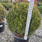 Green Mountain Boxwood
