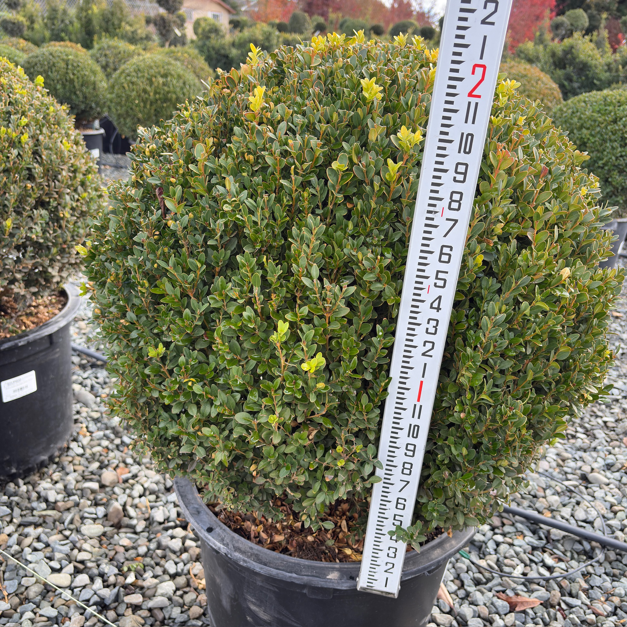 Green Mountain Boxwood