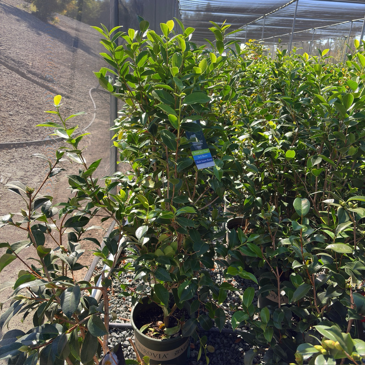 Buttermint Camellia