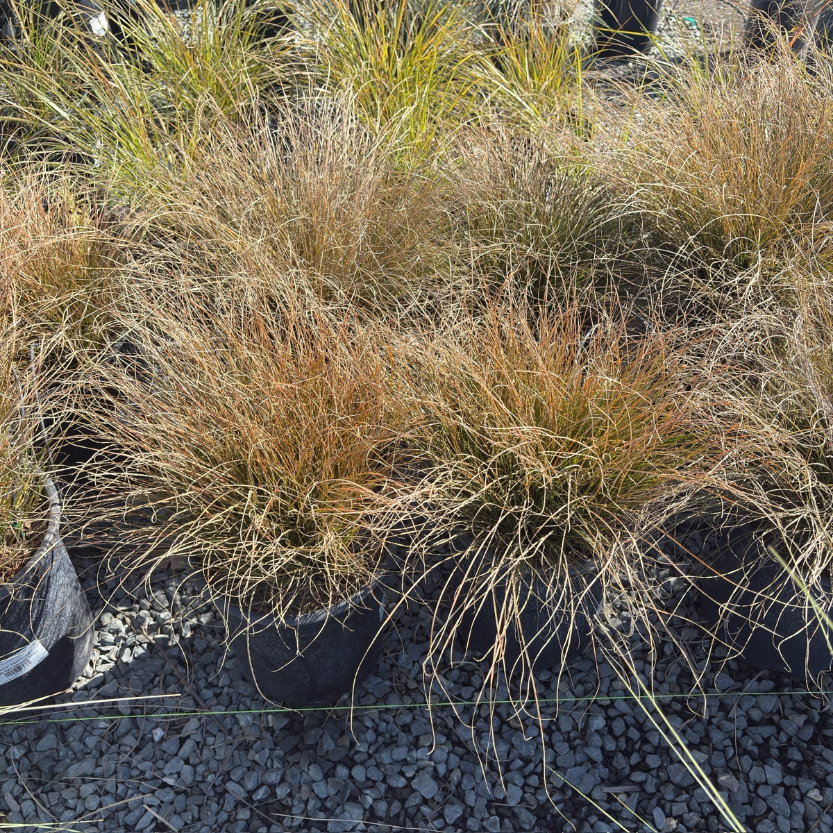 Orange New Zealand Sedge