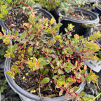 Emerald Carpet Manzanita