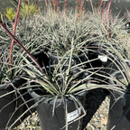Brakelights Red Yucca