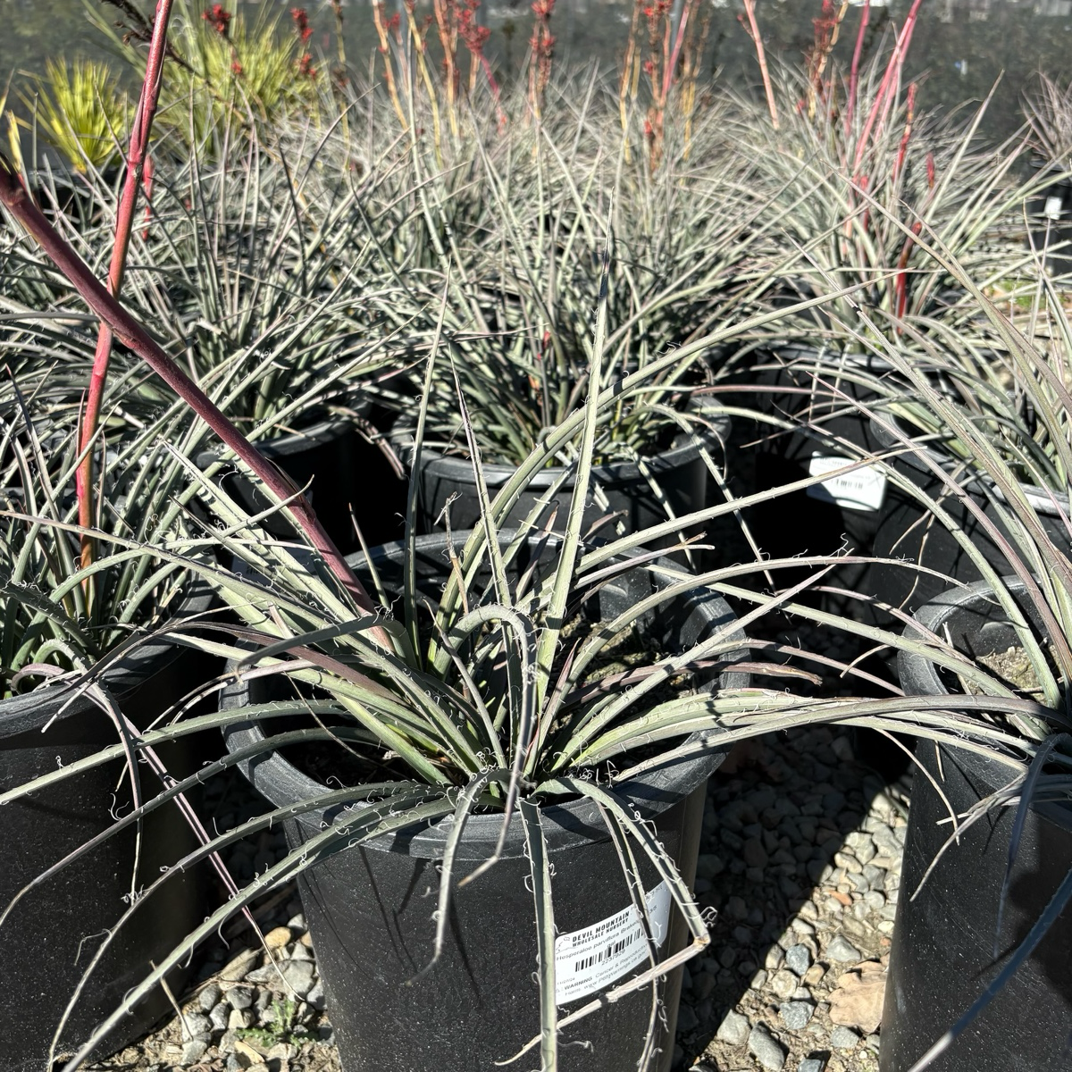 Brakelights Red Yucca