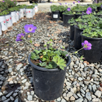 Rozanne Cranesbill