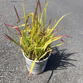 Japanese Blood Grass