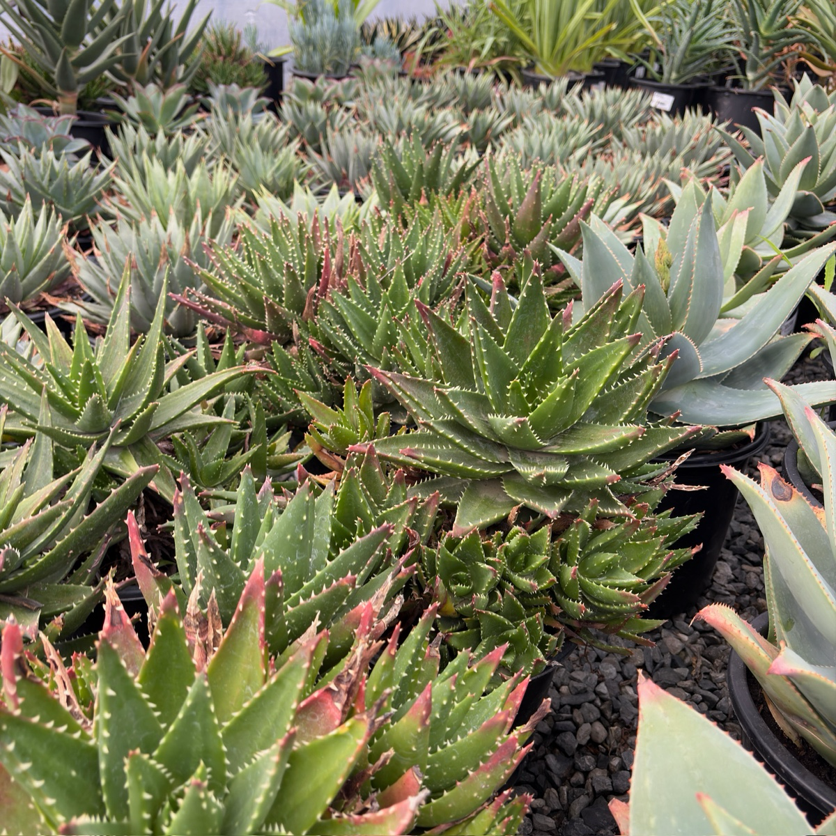 Coral Aloe
