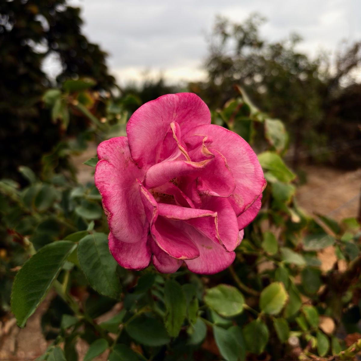Fragrant Plum Rose