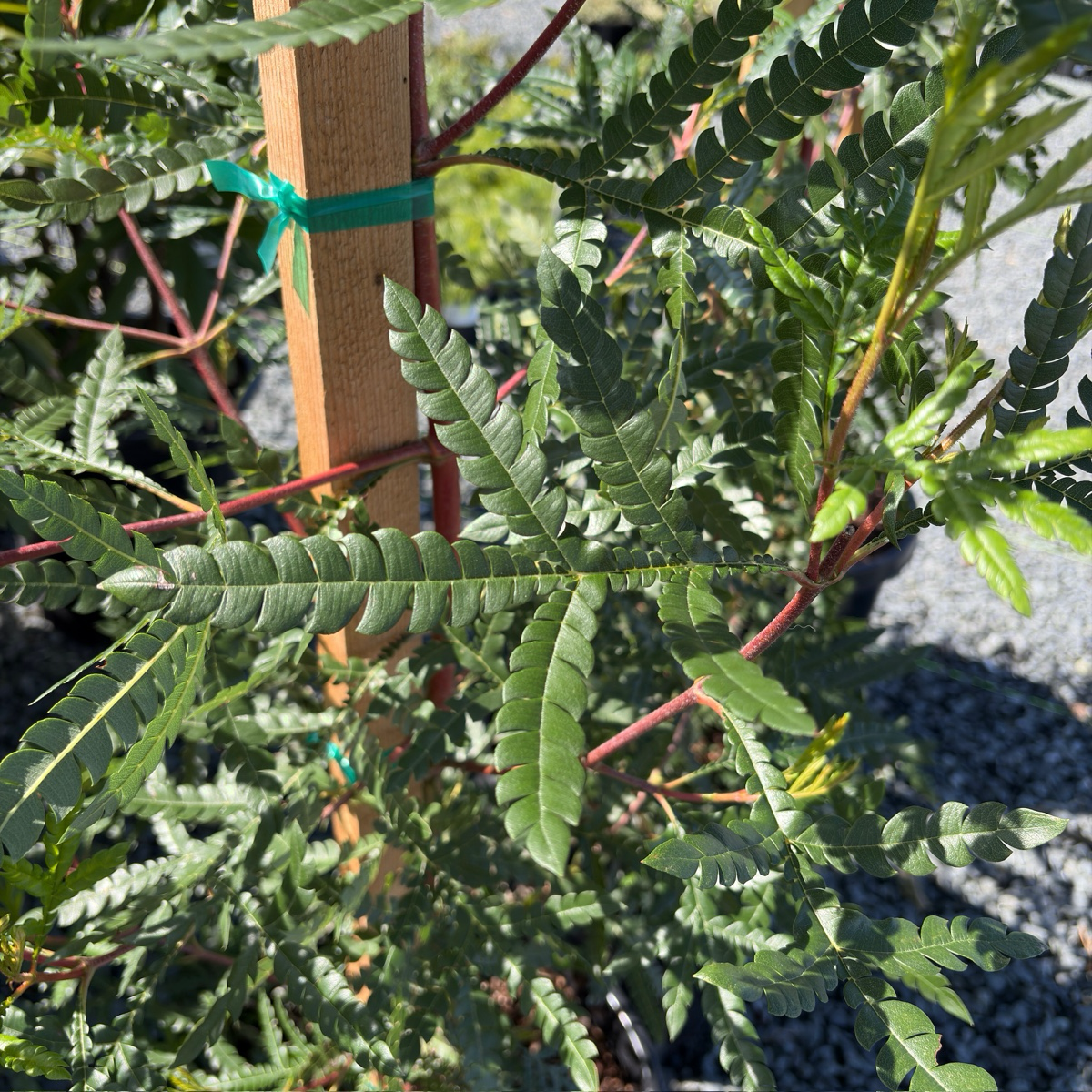 Fernleaf Catalina Ironwood