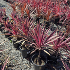 Dancing Paso Doble Cordyline