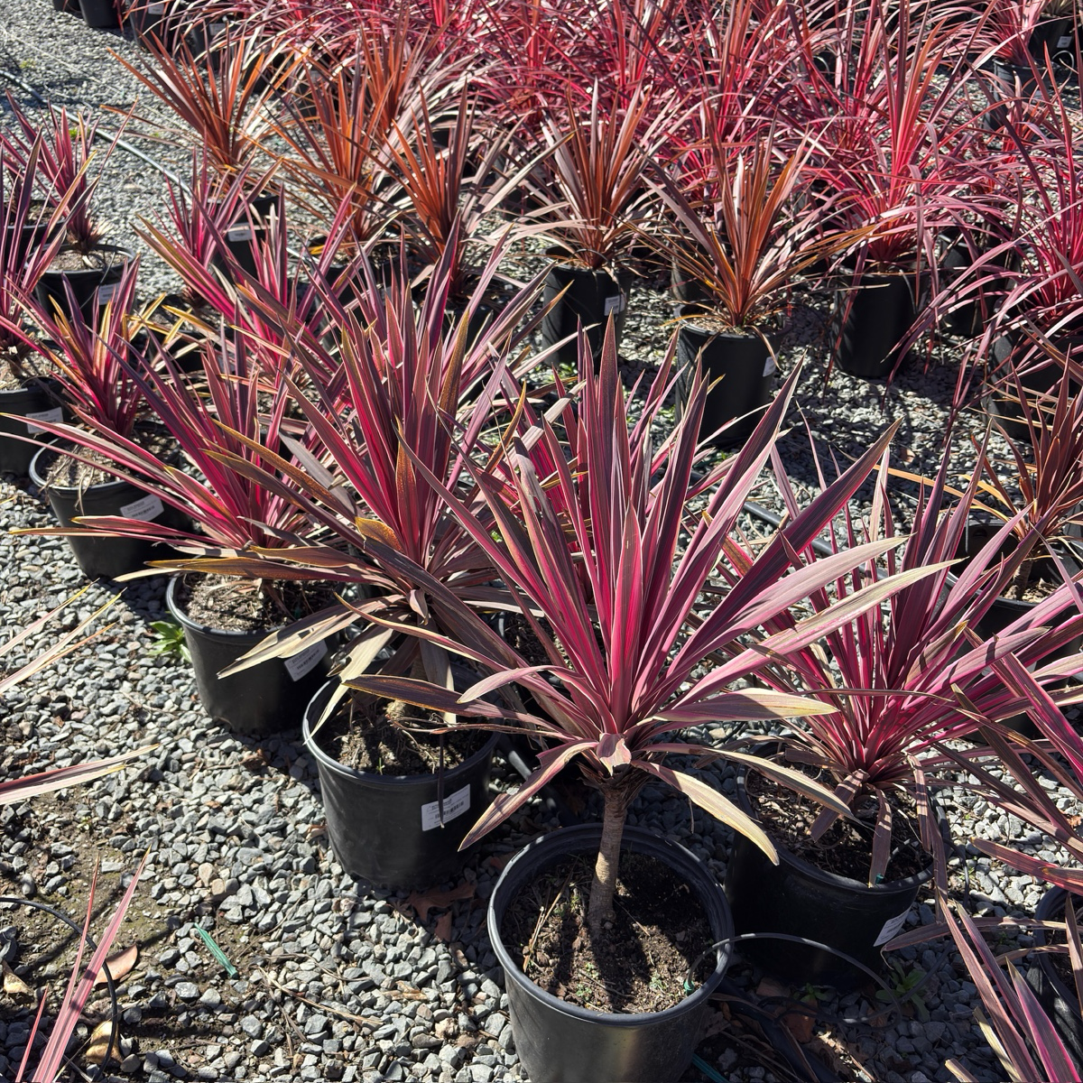 Dancing Paso Doble Cordyline