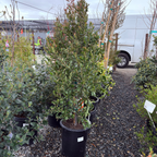 Bright 'N Tight Carolina Cherry Laurel