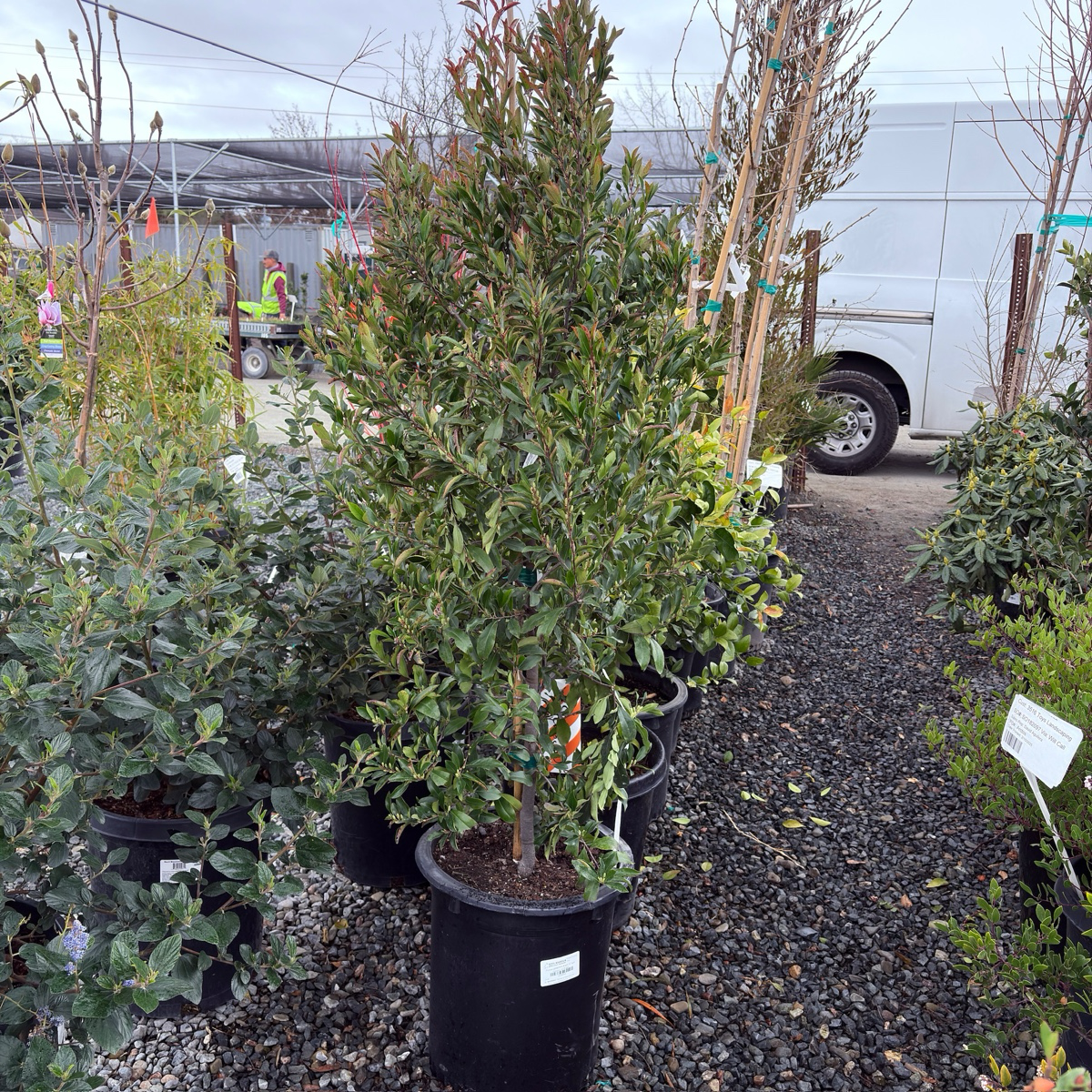 Bright 'N Tight Carolina Cherry Laurel