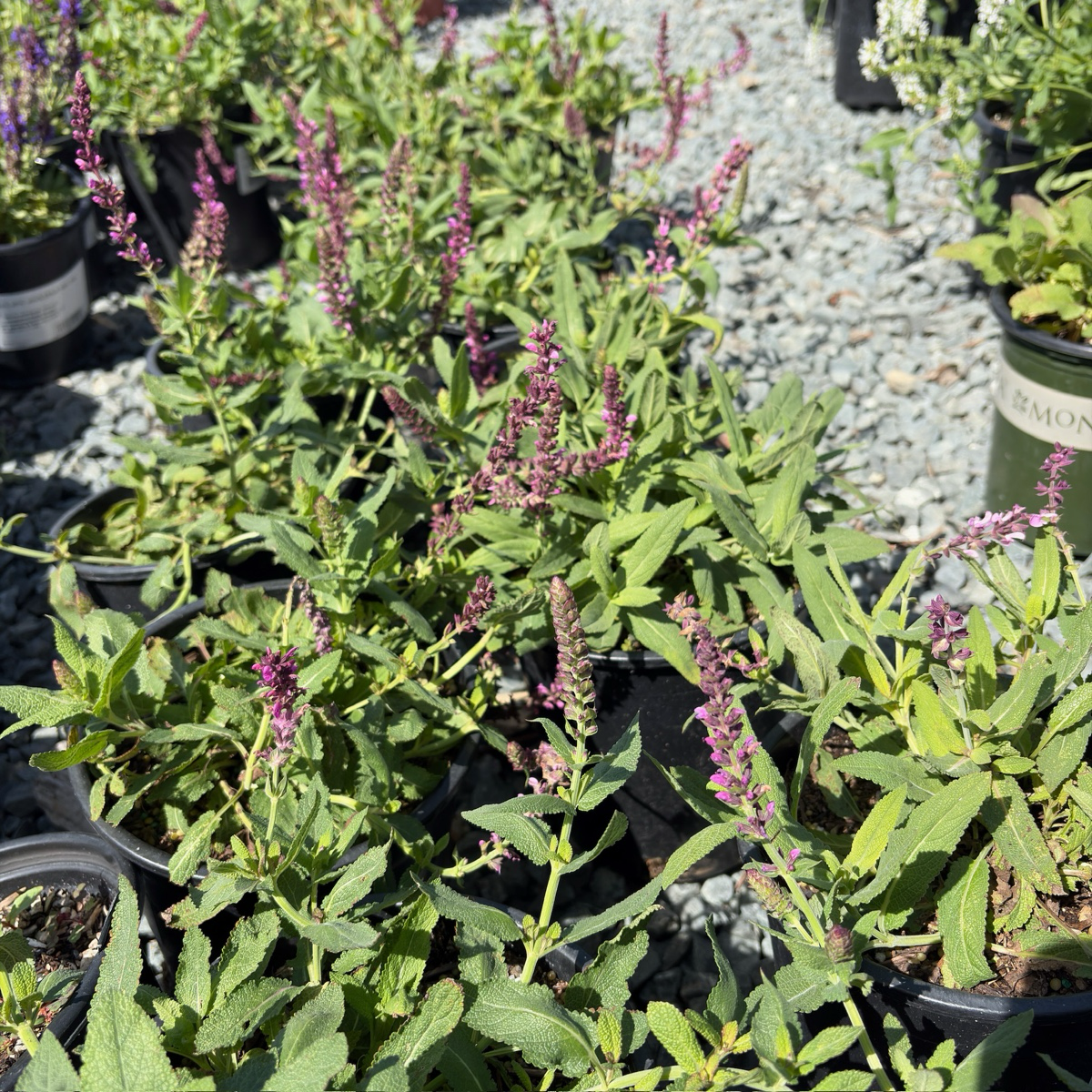 Caradonna Meadow Sage