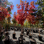 Autumn Blaze Red Maple