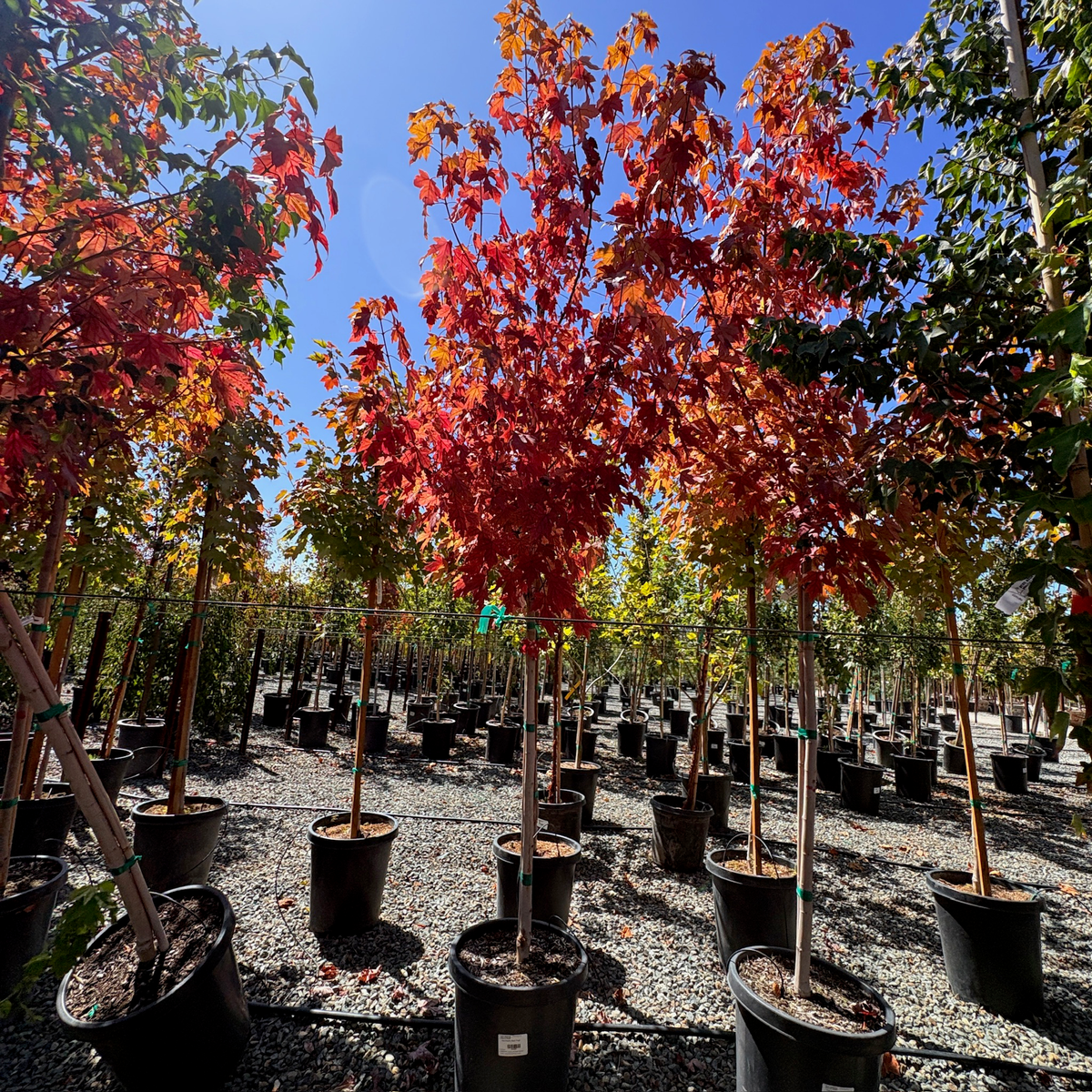 Autumn Blaze Red Maple