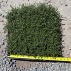 Red Creeping Thyme