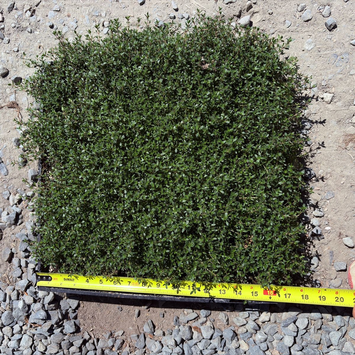 Red Creeping Thyme