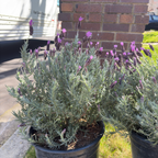 Otto Quast Spanish Lavender