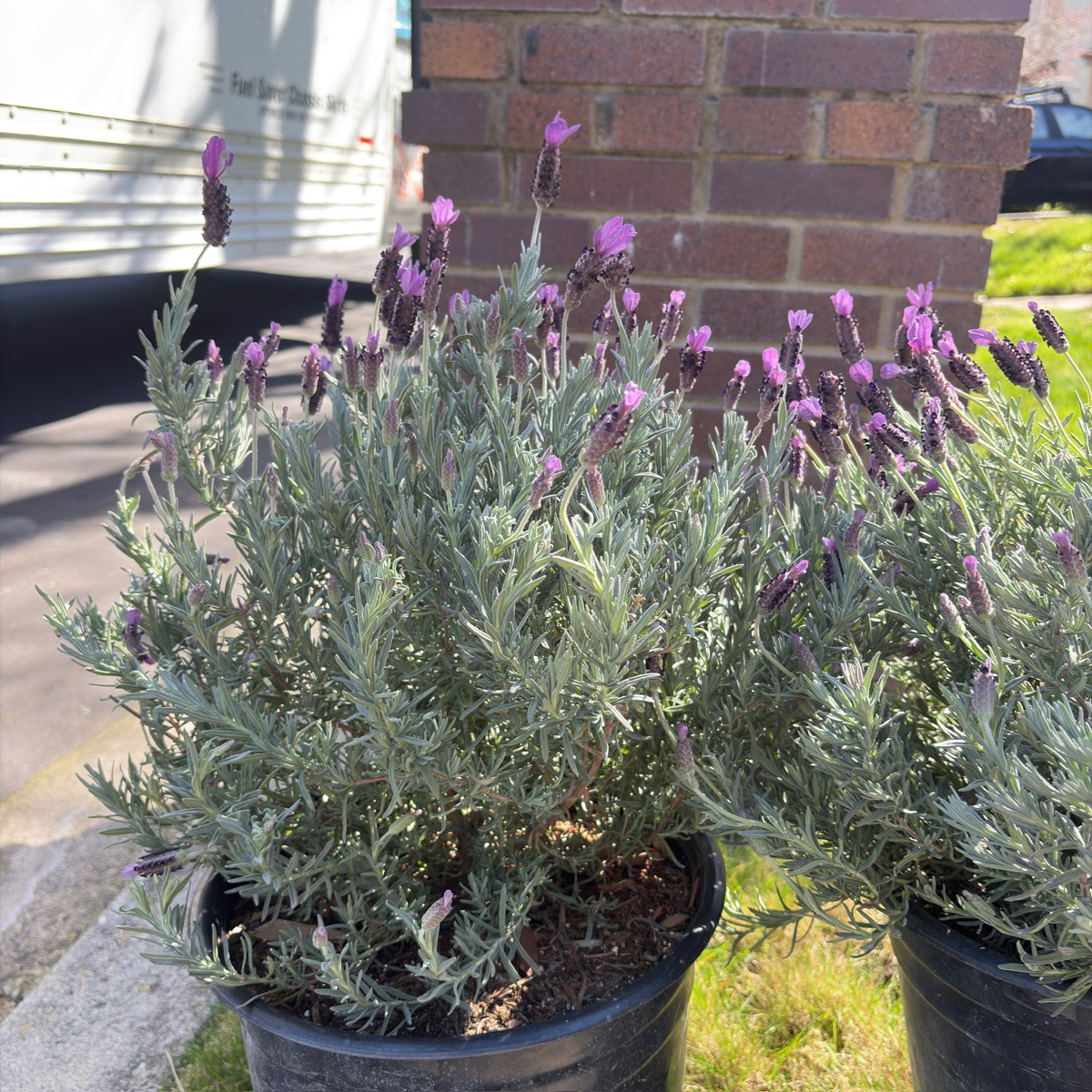 Otto Quast Spanish Lavender