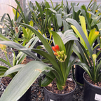 Orange Belgian Hybrid Bush Lily