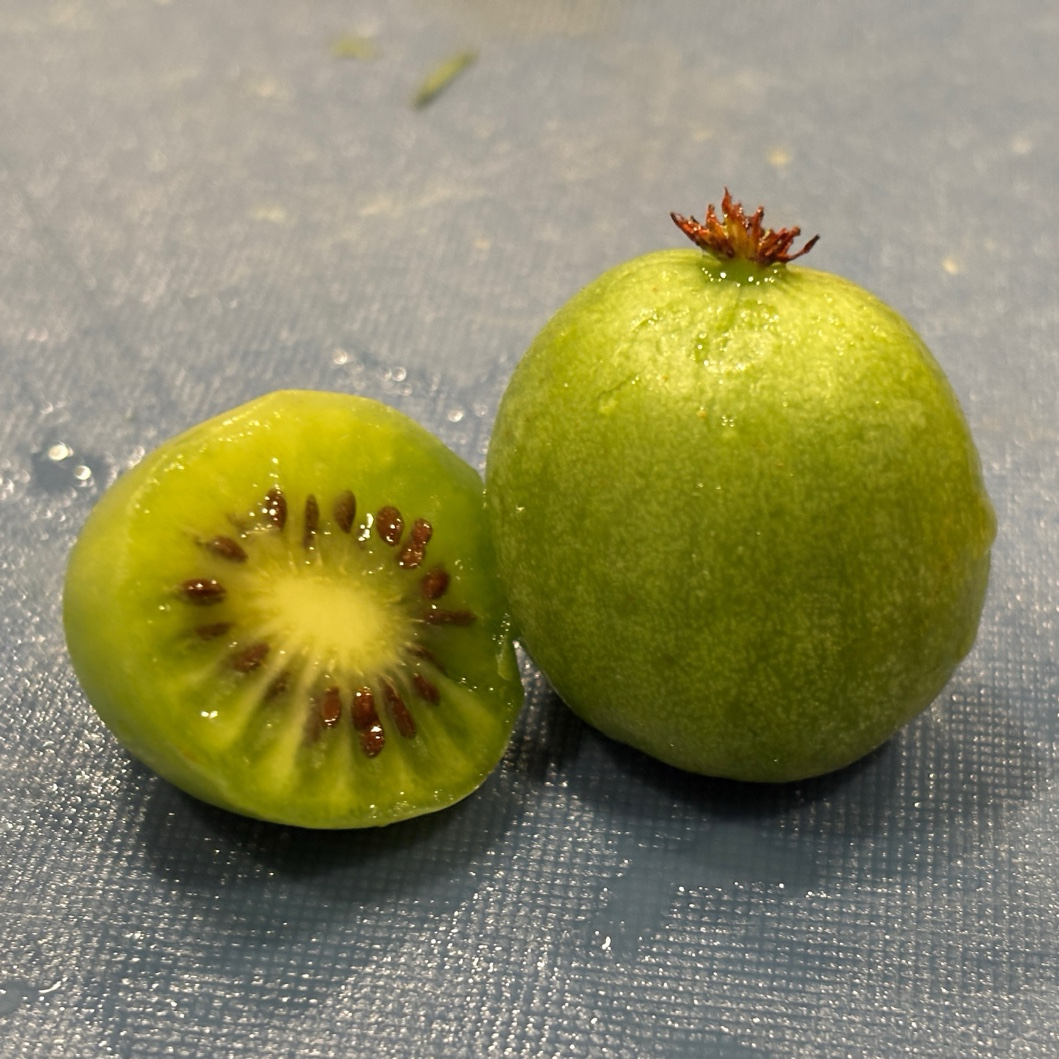 Magic Hardy Kiwi Combination