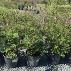 Tinkerbelle Dwarf Hybrid Lilac