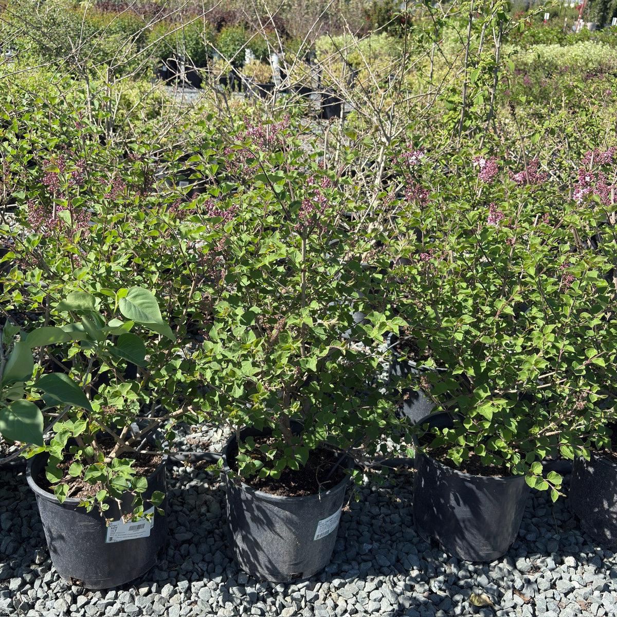 Tinkerbelle Dwarf Hybrid Lilac