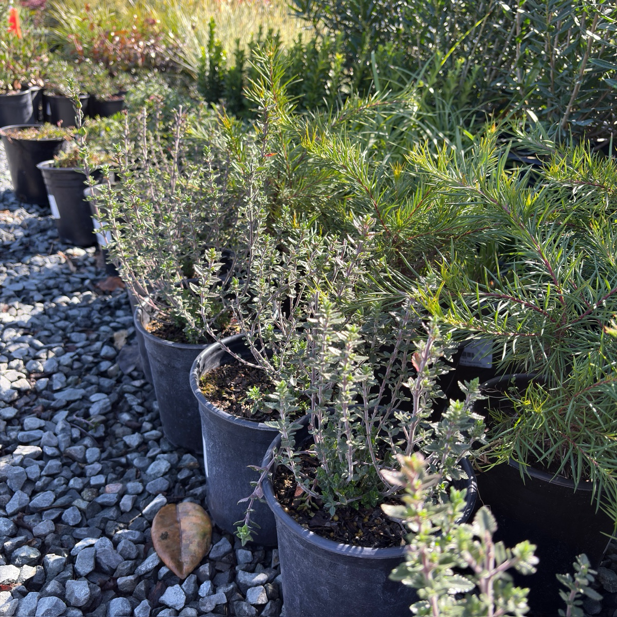 Wall Germander