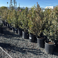 Compacta Carolina Cherry Laurel