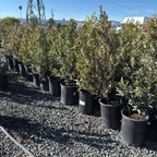 Compacta Carolina Cherry Laurel