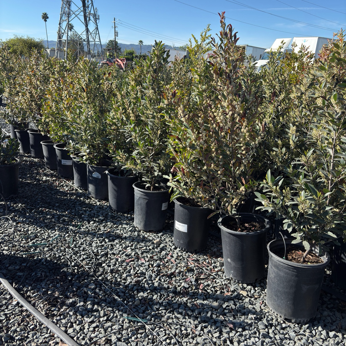 Compacta Carolina Cherry Laurel